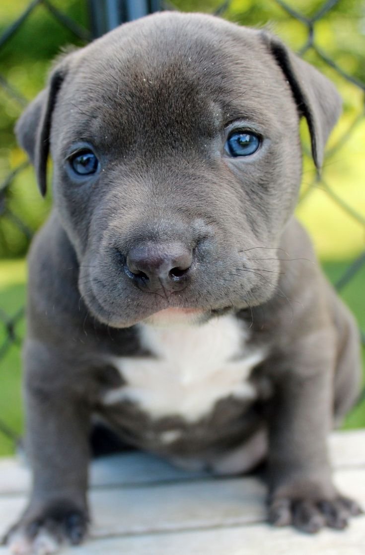 Order Female Pitbull Puppy from Jaipur